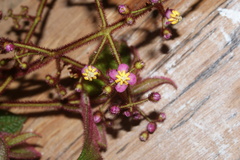 Miconia goniostigma
