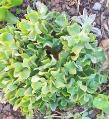 Crassula arborescens undulatifolia