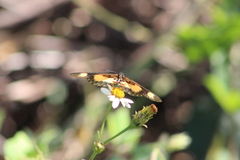 Acraea cabira