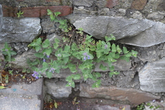 Nepeta × faassenii