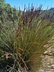 Elegia tectorum