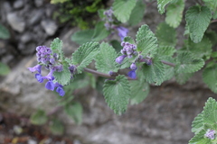 Nepeta × faassenii