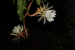 Epiphyllum oxypetalum