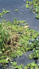 Jacana