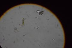 Euglena mutabilis