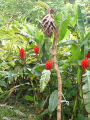 Globba marantina