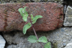 Nepeta × faassenii