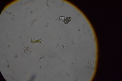 Euglena mutabilis