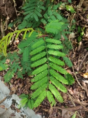 Calyptocarpus brasiliensis