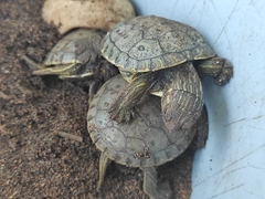 Trachemys grayi grayi