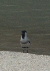 Vanellus duvaucelii