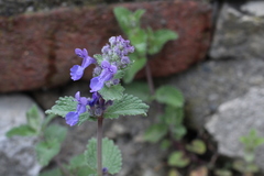 Nepeta × faassenii