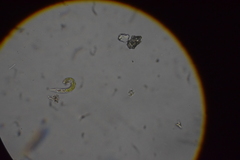 Euglena mutabilis