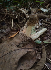 Phallus indusiatus