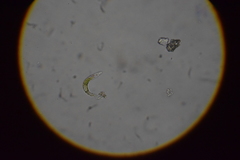 Euglena mutabilis