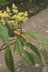 Miconia brachygyna