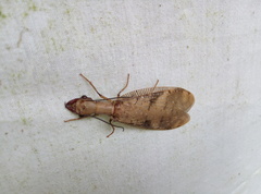 Corydalus flavicornis