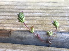 Pogogyne serpylloides