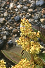 Miconia brachygyna