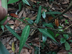 Gardneria multiflora