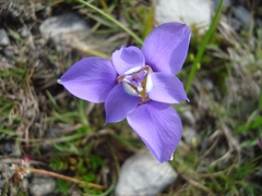 Ennealophus foliosus