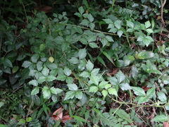 Eleutherococcus trifoliatus setosus