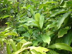 Costus phyllocephalus