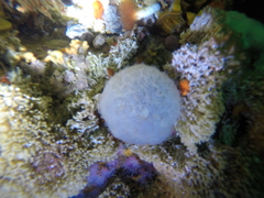 Aplidium circulatum