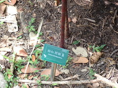 Costus phyllocephalus