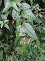 Eupatorium shimadae
