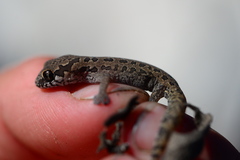 Pachydactylus maculatus