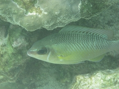 Scolopsis margaritifera