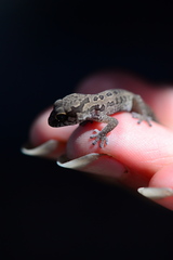 Pachydactylus maculatus