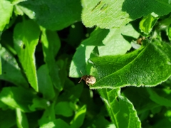 Zygogramma heterothecae