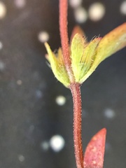 Pogogyne serpylloides