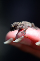 Pachydactylus maculatus
