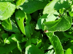 Zygogramma heterothecae