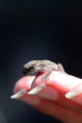 Pachydactylus maculatus