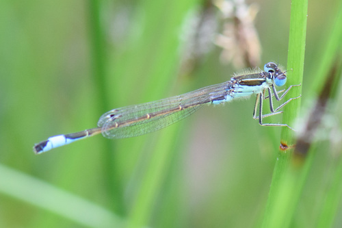 Iberian Bluetail