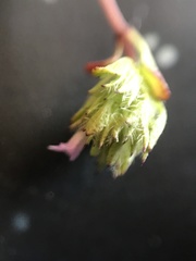 Pogogyne serpylloides