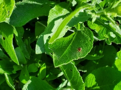 Zygogramma heterothecae