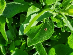 Zygogramma heterothecae