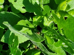 Zygogramma heterothecae