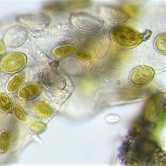 Cocconeis pediculus