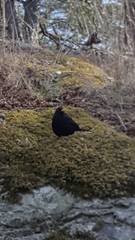 Turdus merula