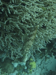 Epinephelus