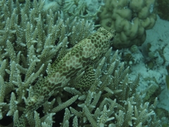 Epinephelus