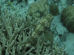 Epinephelus