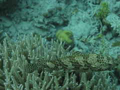 Epinephelus