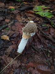 Phallus indusiatus